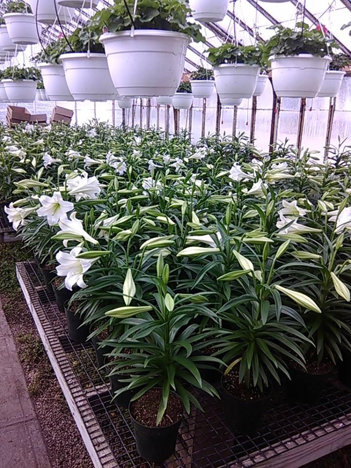 Flower ShopRINorth ScituatePlantsRIThe Country Gardener RI